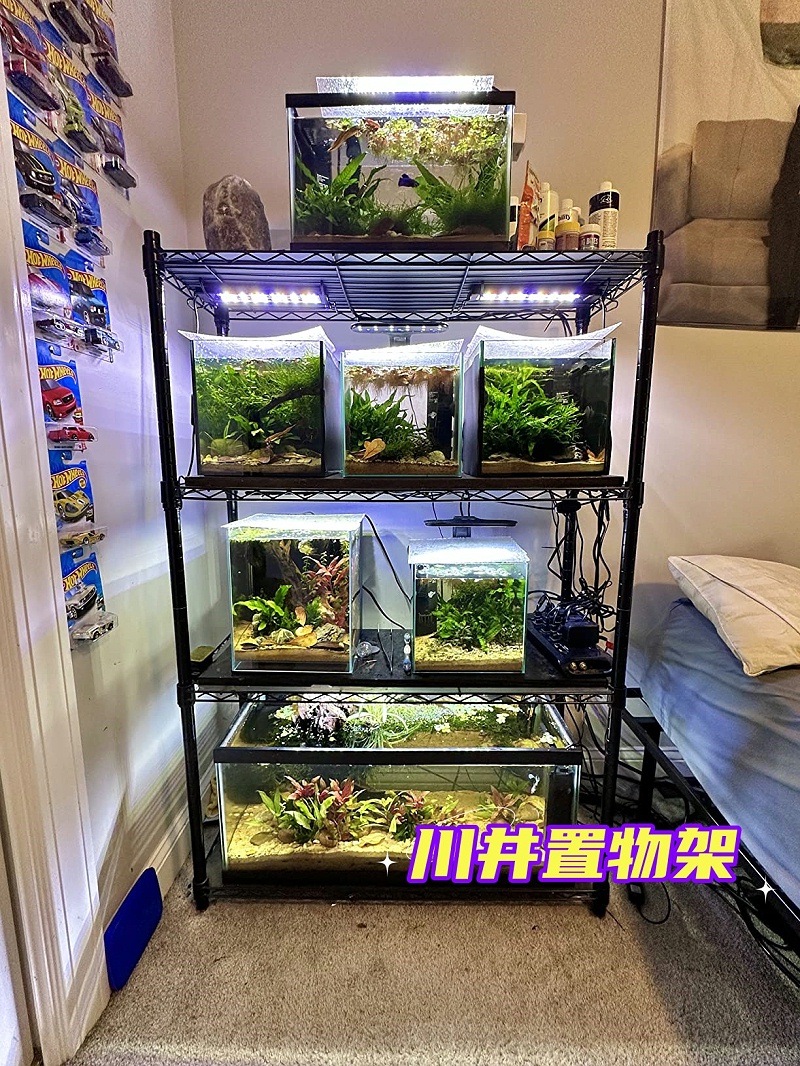一木一草一世界，你的微观小森林-WELLAND川井-中山常胜