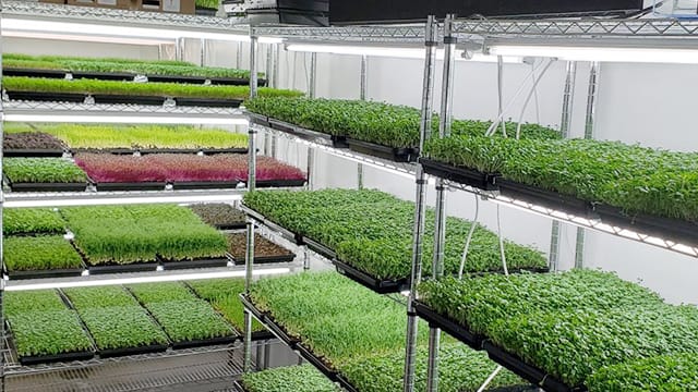 香港农场园艺场，花店，立体种植场，培植机构案例