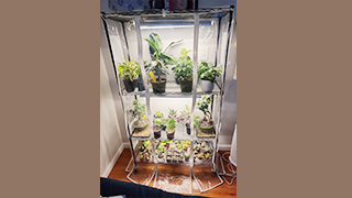 四层室内置物培育架成功案例分享