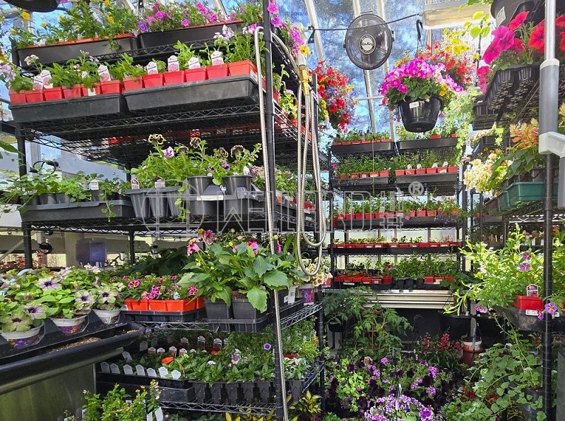 花苗温室培育植物架成功案例分享