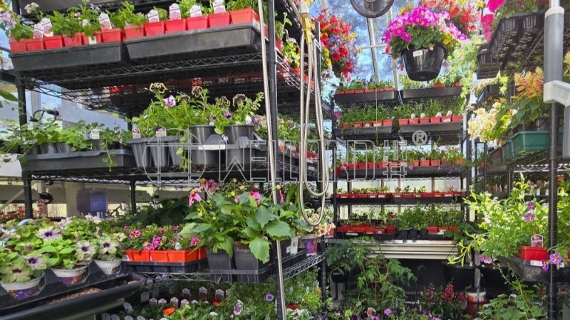 花苗温室培育植物架成功案例分享