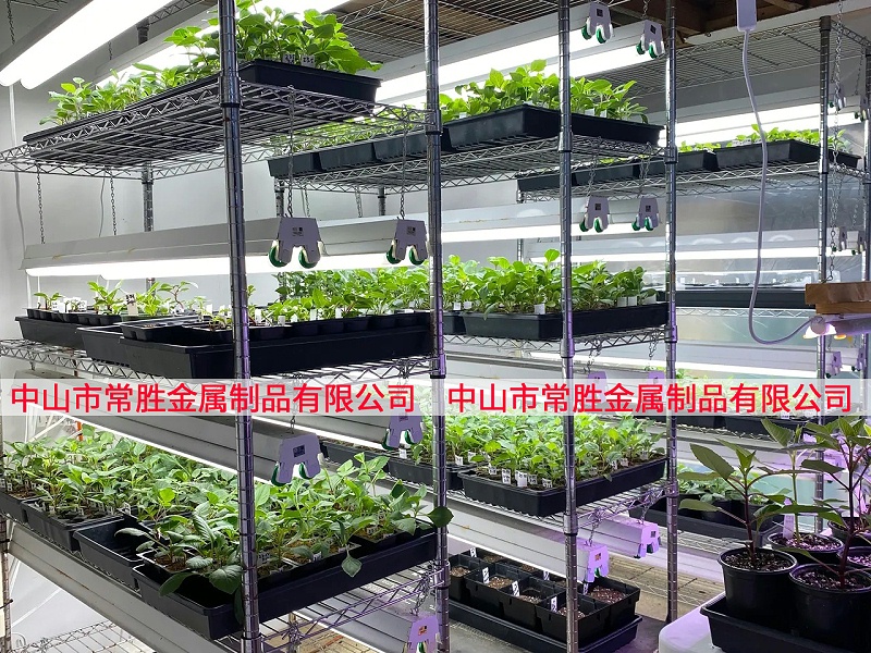 商用室内种子培育架种植架案例分享(2)