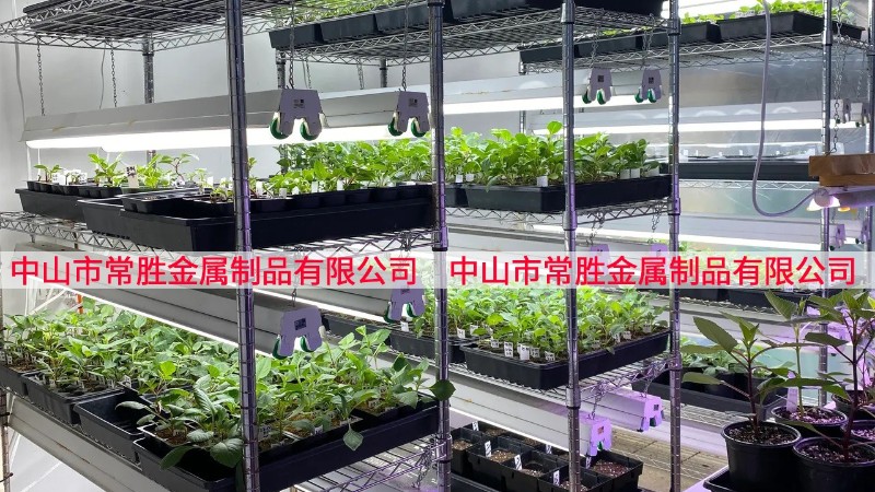 商用室内种子培育架种植架案例分享